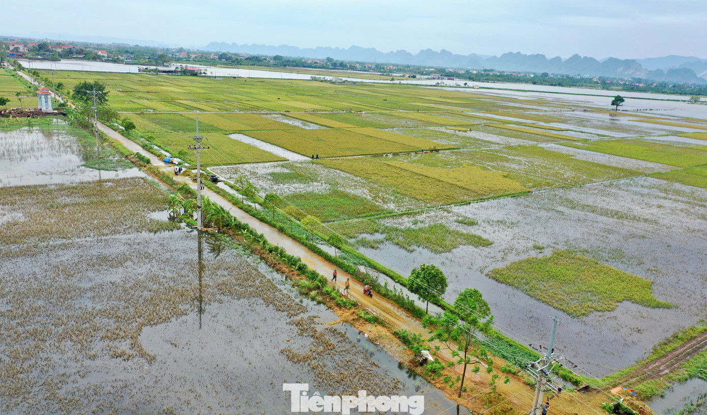 Hình ảnh ghi nhận tại huyện Chương Mỹ chiều 23/9, nhiều cánh đồng lúa vẫn chưa kịp thu hoạch.