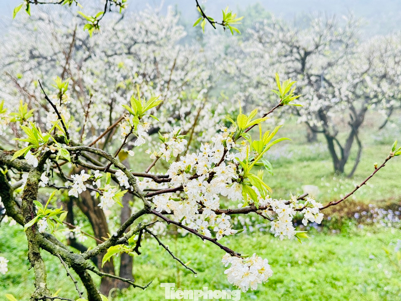 Bạn Khánh Đan cùng nhóm bạn đến từ Hà Đông chia sẻ: "Tuyến đường đi tuy xa, hơi vất vả khó đi nhưng bù lại khi đến đấy, chúng mình đã thực sự ngỡ ngàng trước vườn mận nở trắng tinh khôi, rất ấn tượng". Bạn Khánh Đan cùng nhóm bạn đến từ Hà Đông chia sẻ: "Tuyến đường đi tuy xa, hơi vất vả khó đi nhưng bù lại khi đến đấy, chúng mình đã thực sự ngỡ ngàng trước vườn mận nở trắng tinh khôi, rất ấn tượng".