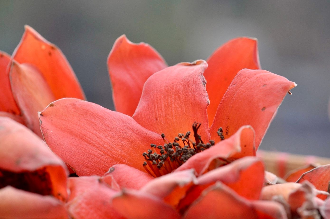 Trong mùa hoa, cây gạo rụng hết lá, chỉ còn những bông hoa đỏ rực trên cành. Trong mùa hoa, cây gạo rụng hết lá, chỉ còn những bông hoa đỏ rực trên cành.