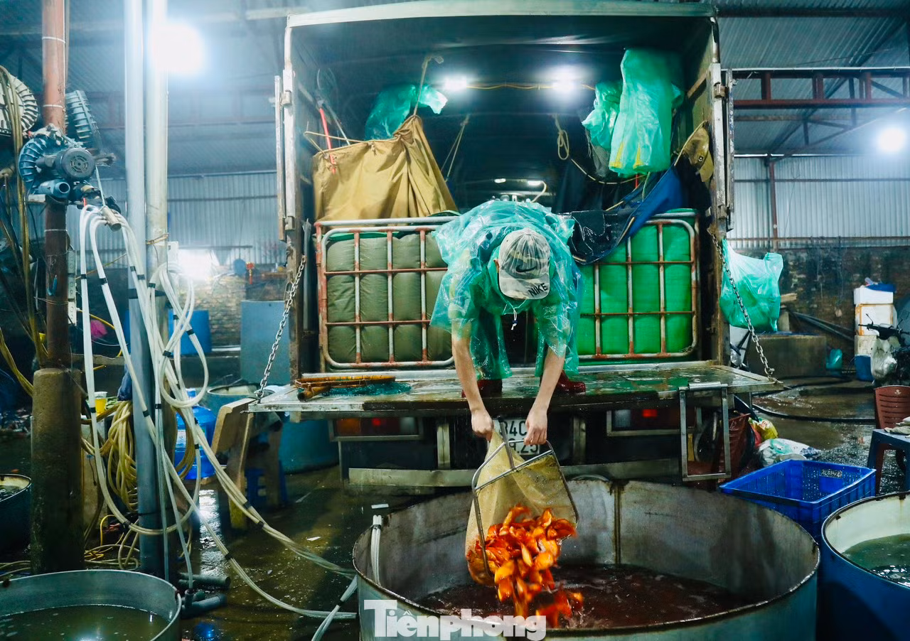 Cá chép ngay khi tới chợ liền được các chủ hàng chuyển sang các chậu nước lớn, sau đó bơm ôxy đảm bảo cá vẫn sống khỏe trong 3-4 ngày tới.