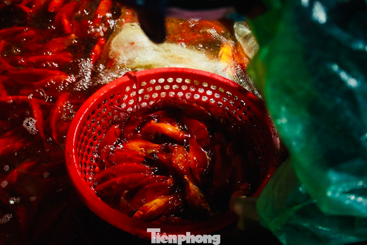 Cá chép bơi khỏe, đuôi dài, mắt sáng và không bị tróc vảy thường bán hết sớm nhất. Cá chép bơi khỏe, đuôi dài, mắt sáng và không bị tróc vảy thường bán hết sớm nhất.