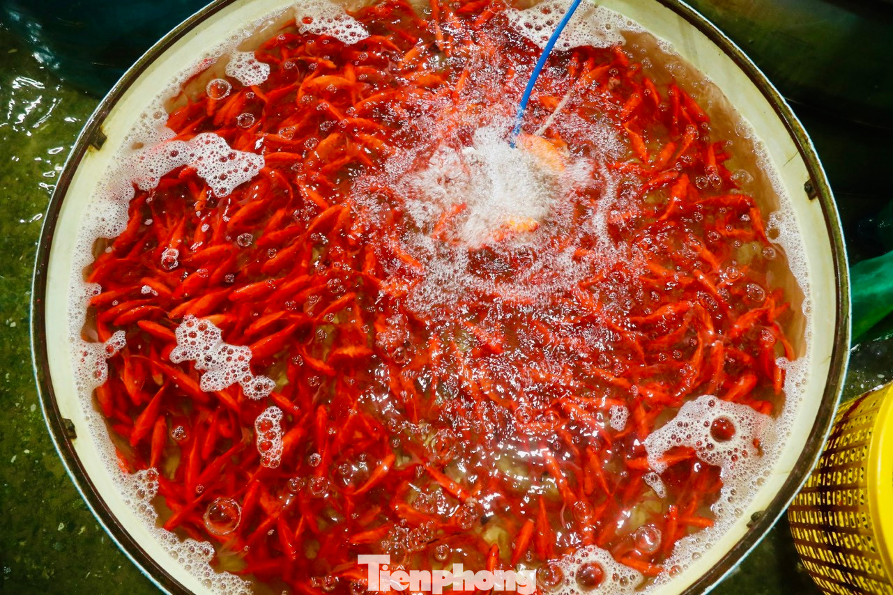 Cá chép cúng ông Công ông Táo cỡ 2 ngón tay dao động từ 60.000 đến 90.000/kg. Cá chép cúng ông Công ông Táo cỡ 2 ngón tay dao động từ 60.000 đến 90.000/kg.