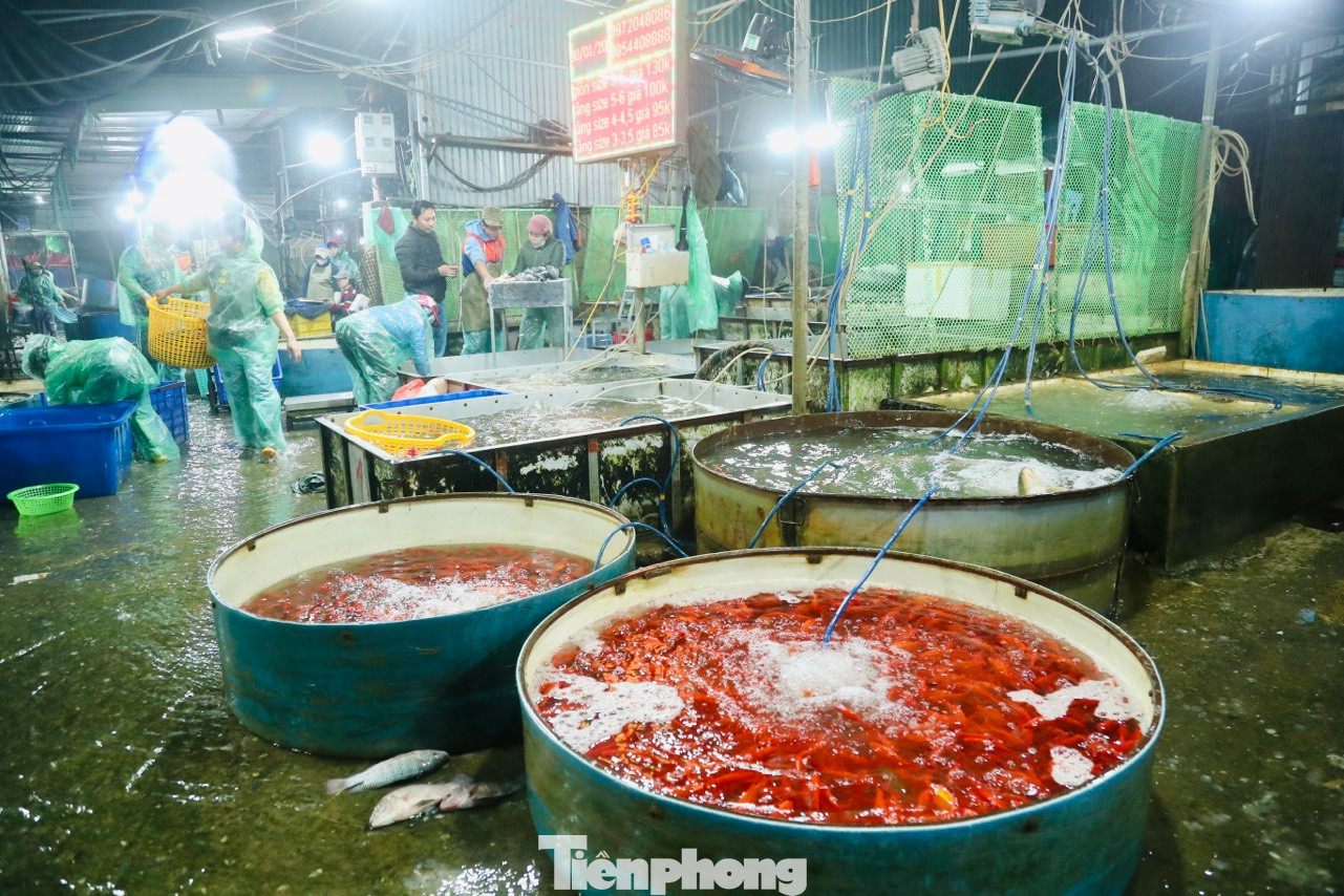 Cá chép cúng ông Công ông Táo cỡ 2 ngón tay dao động từ 60.000 đến 90.000/kg. Cá chép cúng ông Công ông Táo cỡ 2 ngón tay dao động từ 60.000 đến 90.000/kg.