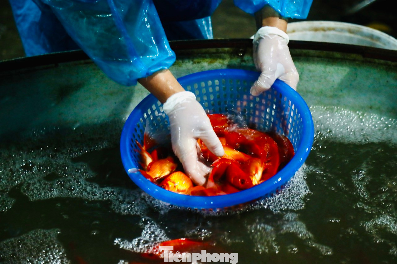 Cá chép ngay khi tới chợ liền được các chủ hàng chuyển sang các chậu nước lớn, sau đó bơm ôxy đảm bảo cá vẫn sống khỏe trong 3-4 ngày tới. Cá chép ngay khi tới chợ liền được các chủ hàng chuyển sang các chậu nước lớn, sau đó bơm ôxy đảm bảo cá vẫn sống khỏe trong 3-4 ngày tới.