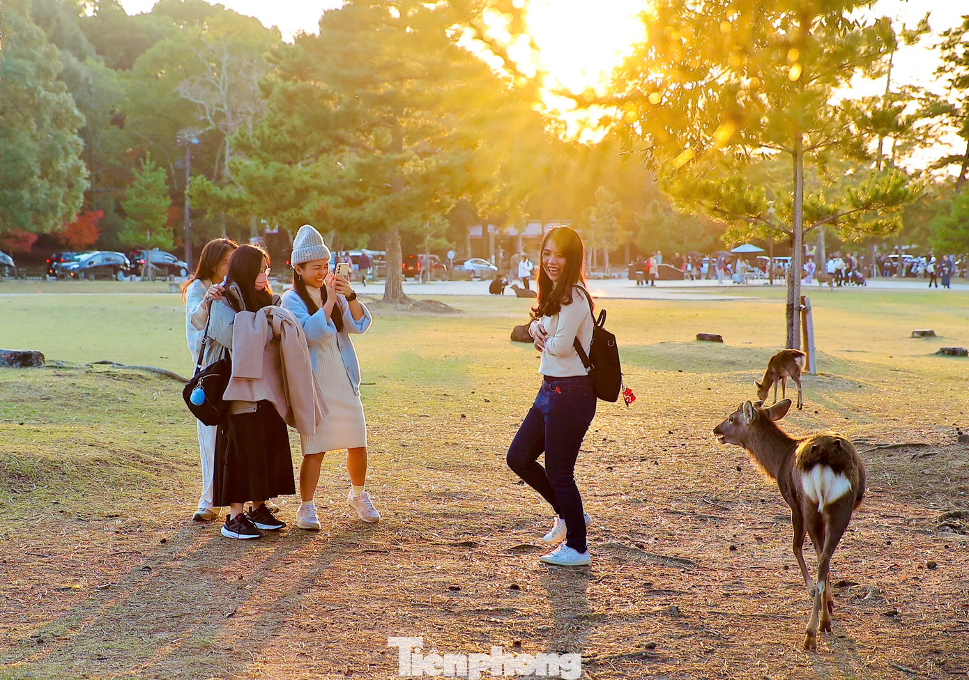 Những chú nai có mặt khắp nơi trong công viên, du khách có thể thoải đến gần để vuốt ve và chụp ảnh.