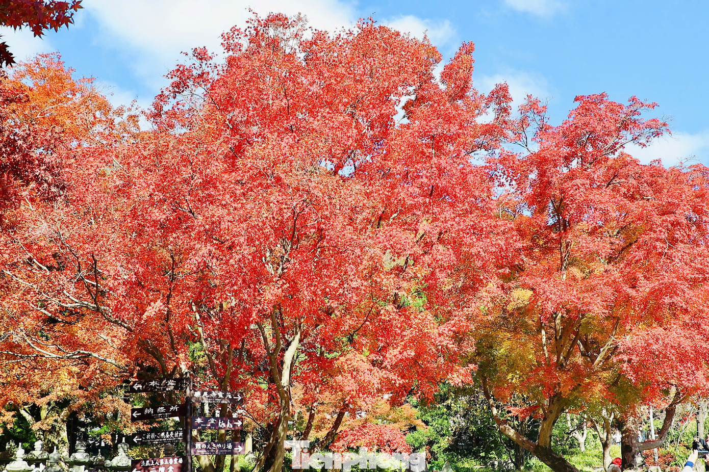 Mùa thu lá vàng, lá đỏ tại Nhật Bản năm nay đến muộn hơn so với các năm trước. Đến đầu tháng 12 mới đạt "đỉnh" mùa lá đổi màu, tạo nên bức họa thiên nhiên tuyệt đẹp.
