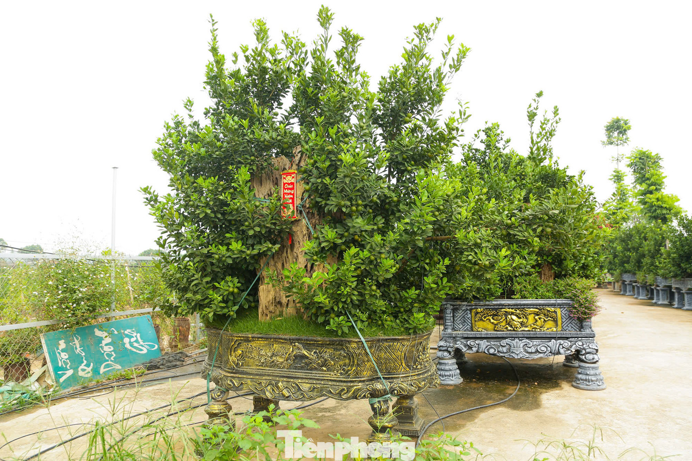 Bên cạnh quất bình, quất mini, quất gỗ lũa... thì loại quất mộc căn được nhiều khách hàng quan tâm bởi dáng vẻ độc đáo của những bộ rễ nhô hẳn lên khỏi mặt đất.