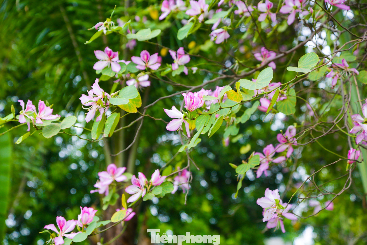 Tại đường Bắc Sơn và đoạn đường Hoàng Diệu đối diện khu vực Đài tưởng niệm Bắc Sơn, hoặc tại tuyến đường Thanh Niên... hoa ban được trồng khá nhiều.