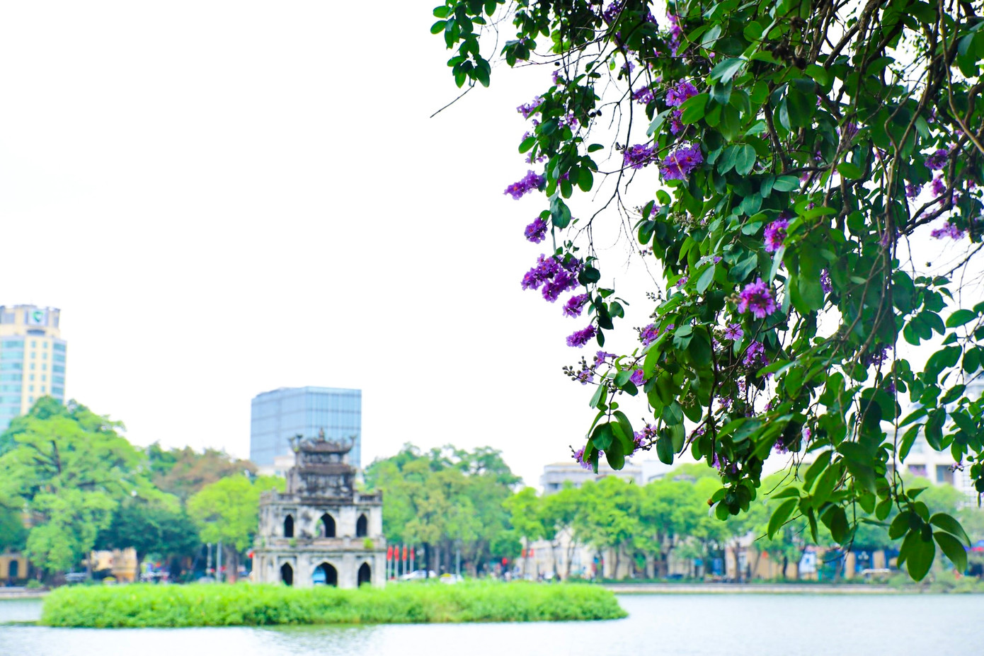 Những địa danh quen thuộc của Hà Nội như Hồ Gươm, chùa Trấn Quốc, bưu điện Hà Nội đều được tô điểm sắc tím của hoa bằng lăng.