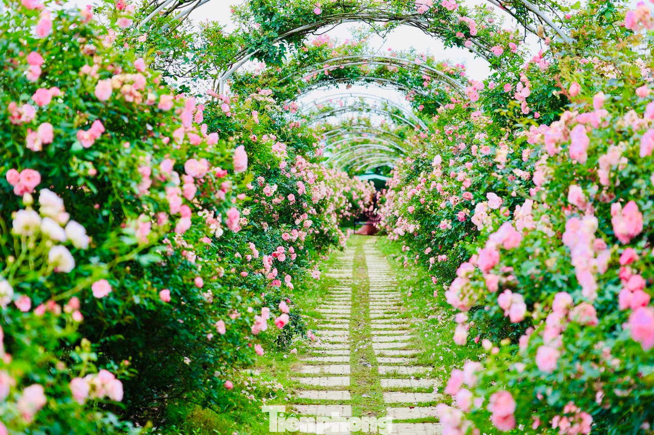 Hoa hồng thuộc xứ ôn đới nên thời điểm đẹp nhất trong năm sẽ bắt đầu vào tháng 11 đến hết tháng 4, lúc đó thời tiết miền Bắc se lạnh, hoa sẽ cuộn và bung nở đẹp nhất. Hoa hồng thuộc xứ ôn đới nên thời điểm đẹp nhất trong năm sẽ bắt đầu vào tháng 11 đến hết tháng 4, lúc đó thời tiết miền Bắc se lạnh, hoa sẽ cuộn và bung nở đẹp nhất.