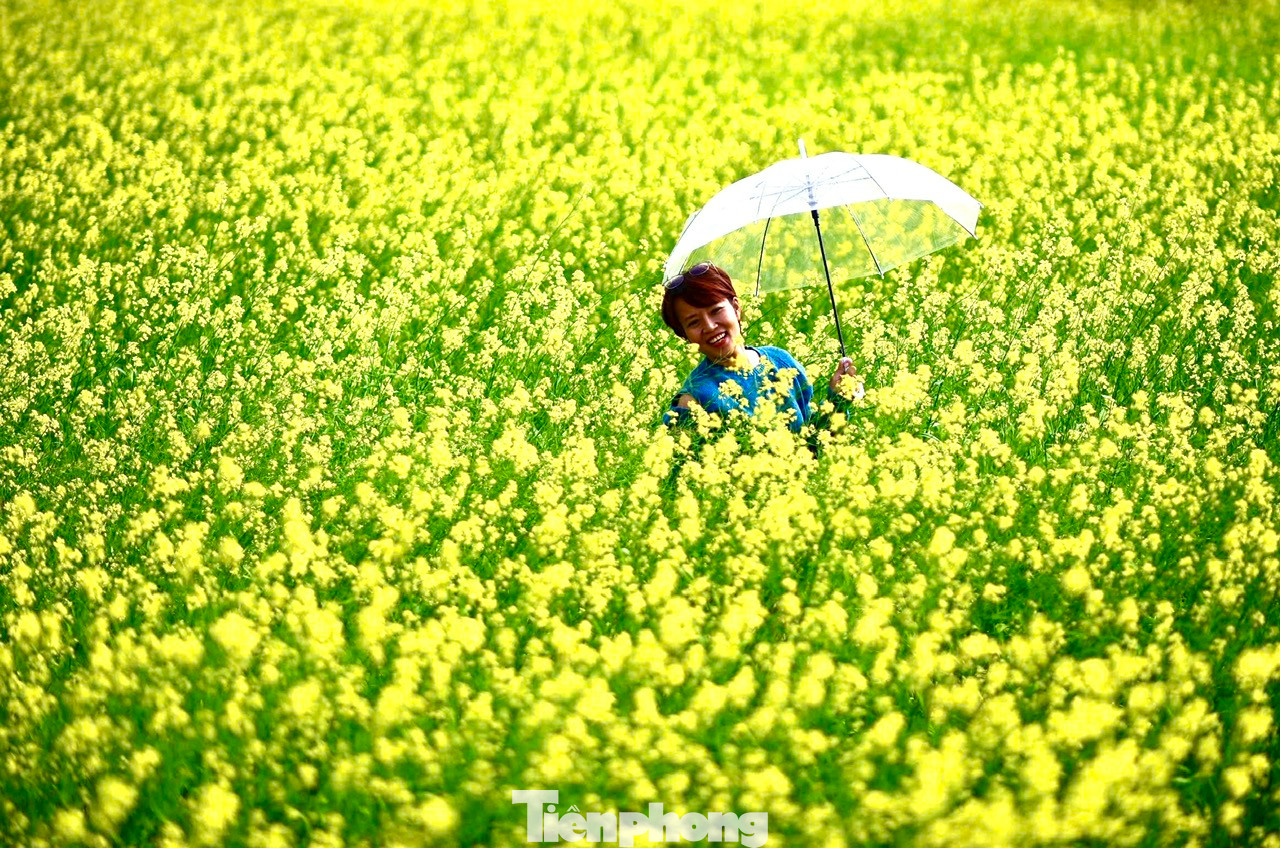 Những cánh đồng hoa cải vàng rực rỡ như một bức tranh sống động, thu hút du khách đến chiêm ngưỡng và lưu lại những khoảnh khắc đẹp.