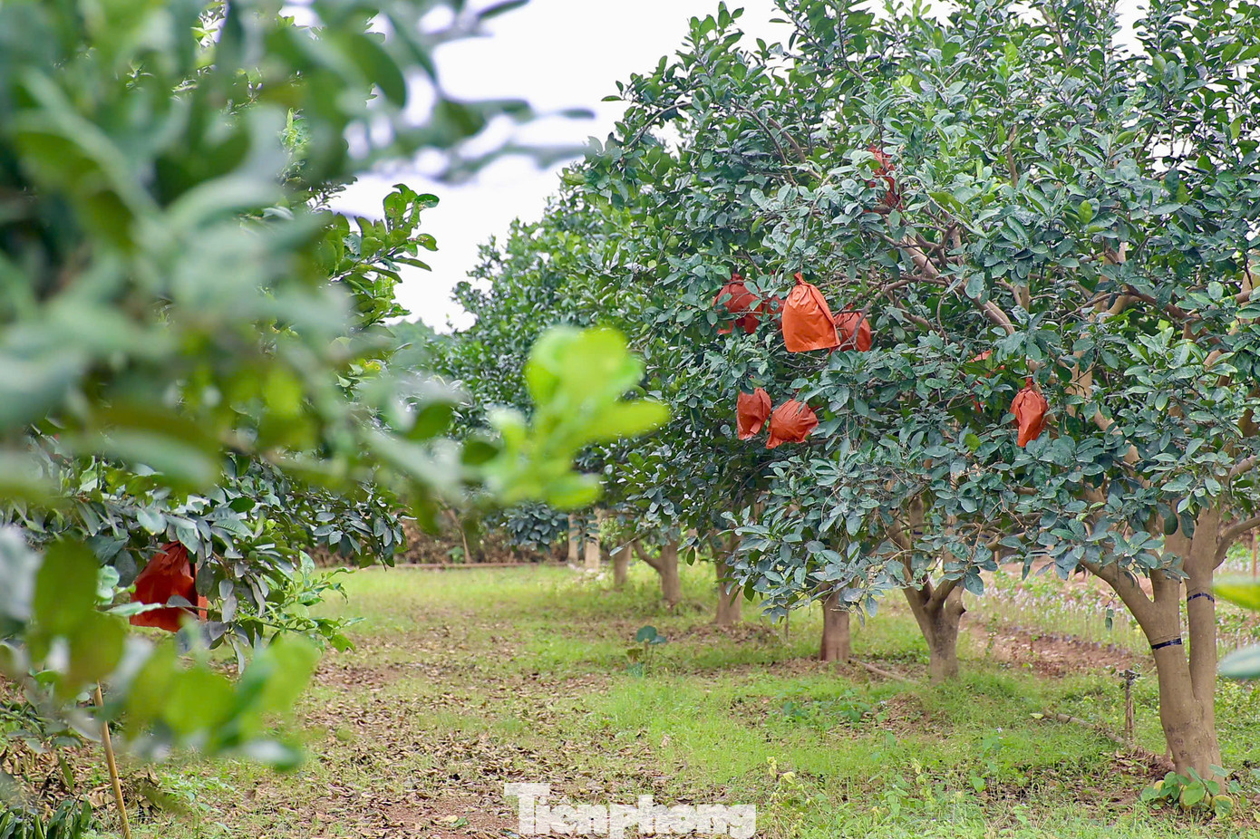 Để mang tới cho người tiêu dùng những quả bưởi đạt chất lượng cao nhất với hình dáng độc đáo, lạ mắt như thế này, người nông dân phải kỳ công chăm sóc cây từ khi còn nhỏ. Những trái bưởi đỏ bánh men với hình thù dẹt, tròn được ép tạo hình thỏi vàng trong các khuôn. Để mang tới cho người tiêu dùng những quả bưởi đạt chất lượng cao nhất với hình dáng độc đáo, lạ mắt như thế này, người nông dân phải kỳ công chăm sóc cây từ khi còn nhỏ. Những trái bưởi đỏ bánh men với hình thù dẹt, tròn được ép tạo hình thỏi vàng trong các khuôn.