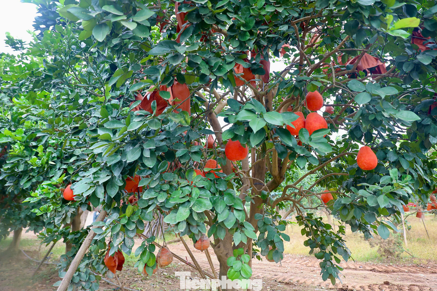 Bưởi đỏ tiến vua với tạo hình độc đáo đúc chữ 'tài - lộc' hay thỏi vàng những năm gần đây trở thành mặt hàng ưa chuộng. Bưởi đỏ tiến vua với tạo hình độc đáo đúc chữ 'tài - lộc' hay thỏi vàng những năm gần đây trở thành mặt hàng ưa chuộng.