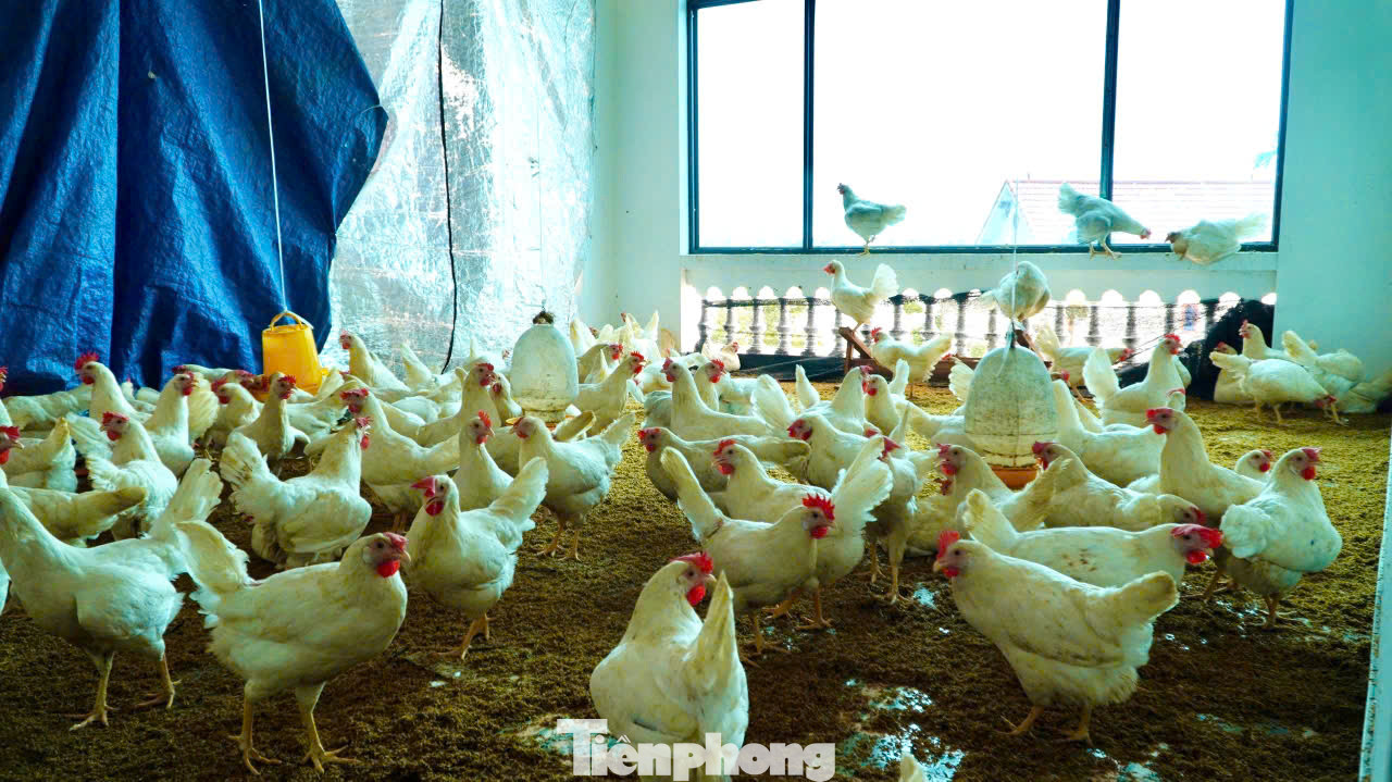 Nước lũ đổ về, cuộc sống gia đình nhiều hộ dân ở thôn Lương Phúc đã bị đảo lộn. Ông Nguyễn Ngọc Sắt, thôn Lương Phúc (xã Việt Long) cho biết: "Từ lúc tôi sinh ra và lớn lên ở đây, lần đầu tiên tôi chứng kiến trận lụt to thế này, nhiều nhà mất trắng tài sản vì nước dâng nhanh không kịp trở tay".