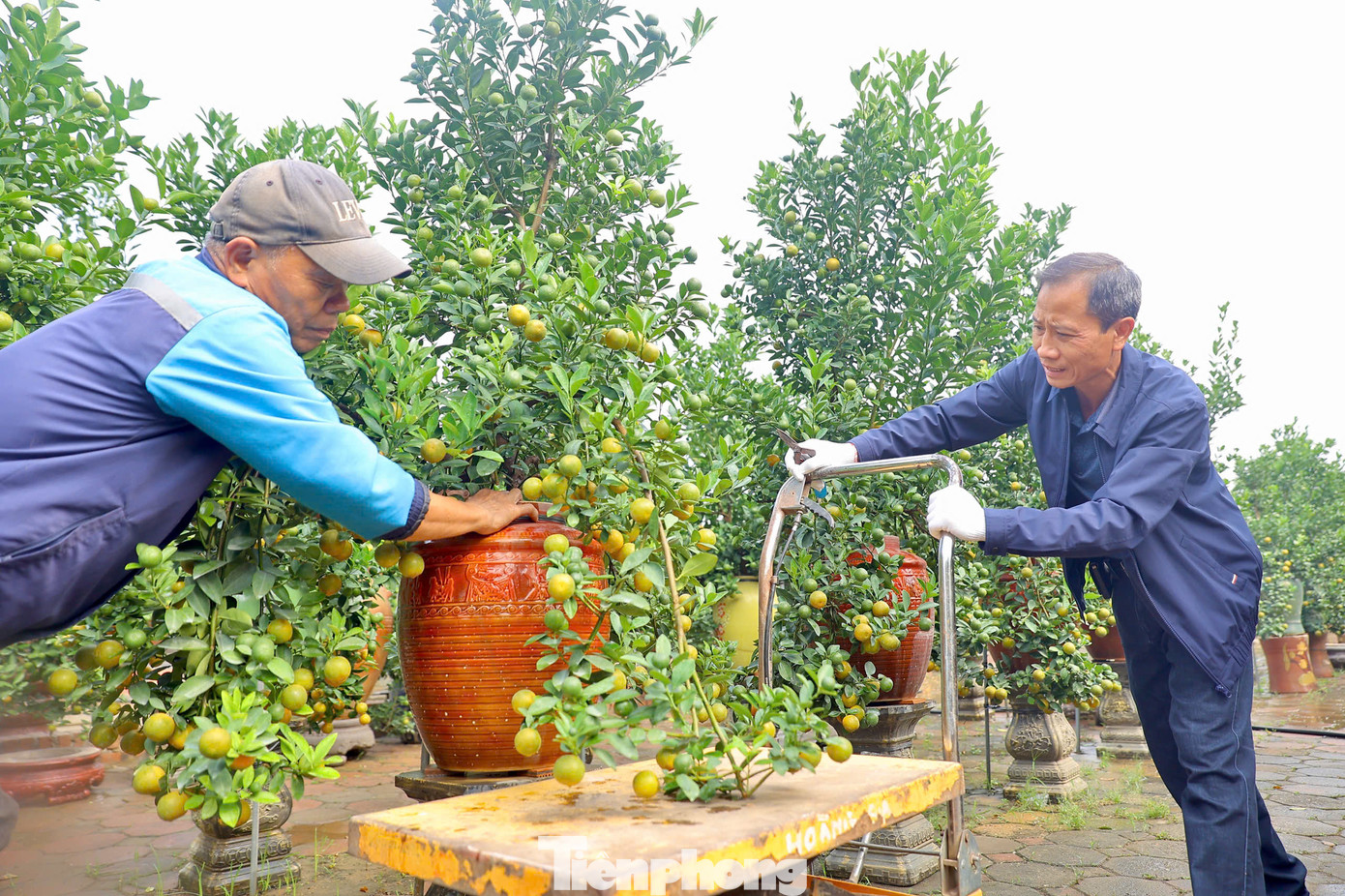 Ông Hoàng Luân, chủ nhà vườn quất cảnh Hoàng Gia, gắn bó với nghề trồng quất gần 30 năm, cho biết: Thời điểm này hầu hết các nhà vườn tại đây đang tất bật trong việc chăm sóc những chậu quất cảnh, từ khâu cắt tỉa, bổ sung dinh dưỡng cho cây để cây ra hoa và cho quả đúng dịp Tết Nguyên đán 2025.