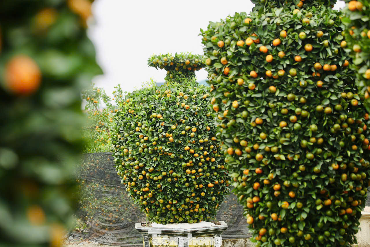 Quýt ngoài hình dáng độc đáo còn phải có quả mọng và quả lộc, vàng, lá tươi xanh thể hiện sự sinh sôi, phát triển", anh Nguyễn Văn Thạnh (nhà vườn xã Liên Nghĩa, huyện Văn Giang, tỉnh Hưng Yên) chia sẻ.