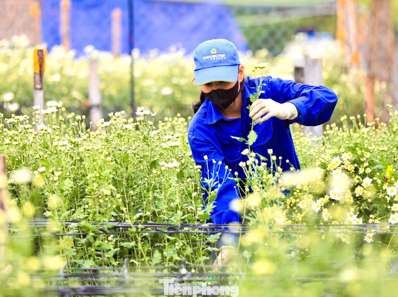Để cây ra nụ sớm, gia đình chị Hải dùng phương pháp ủ bằng túi nilon, buổi chiều phủ kín hoa, tối lại bỏ ra. Công việc làm thủ công liên tục từ 30-45 ngày.