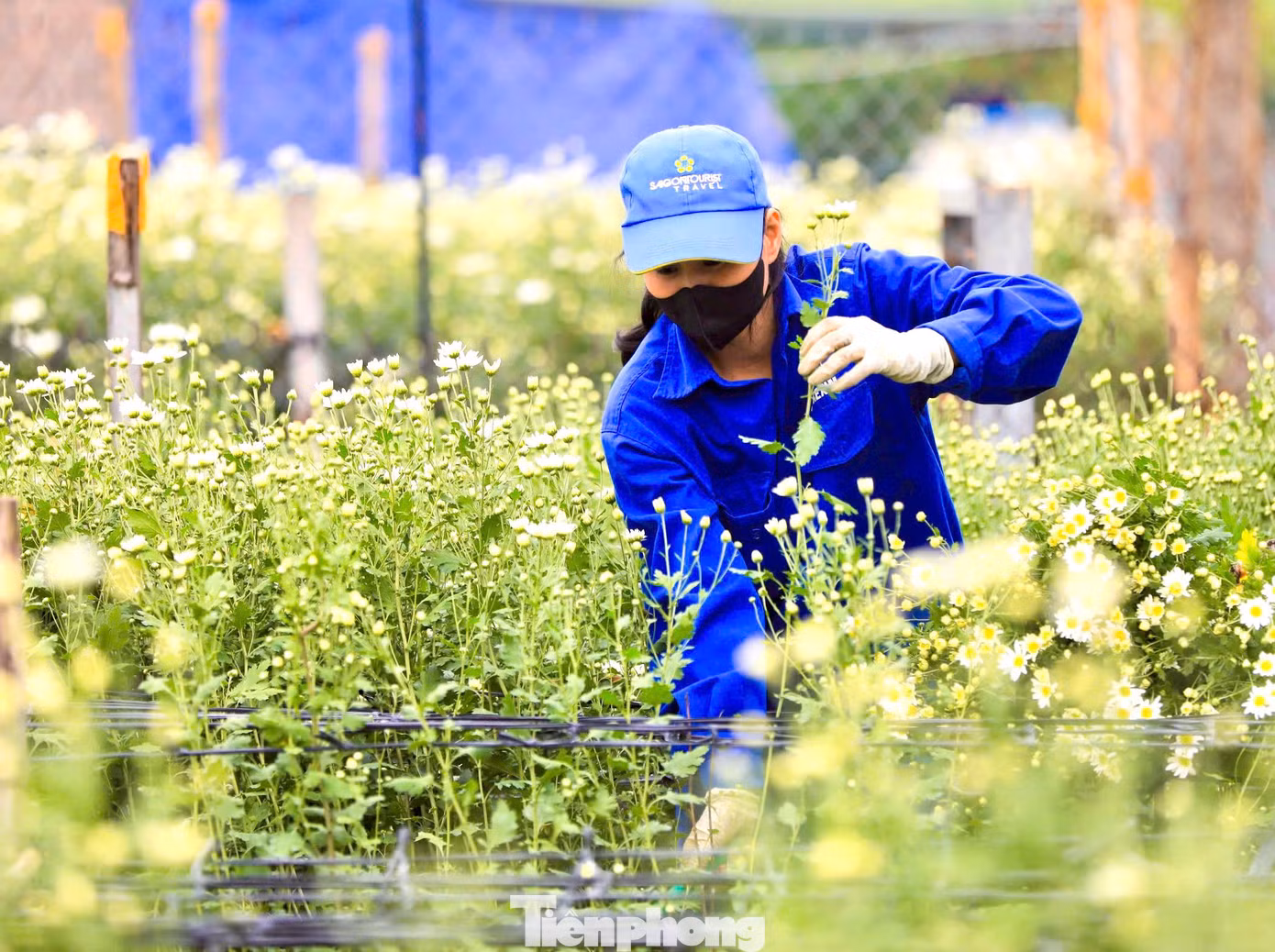 Để cây ra nụ sớm, gia đình chị Hải dùng phương pháp ủ bằng túi nilon, buổi chiều phủ kín hoa, tối lại bỏ ra. Công việc làm thủ công liên tục từ 30-45 ngày.