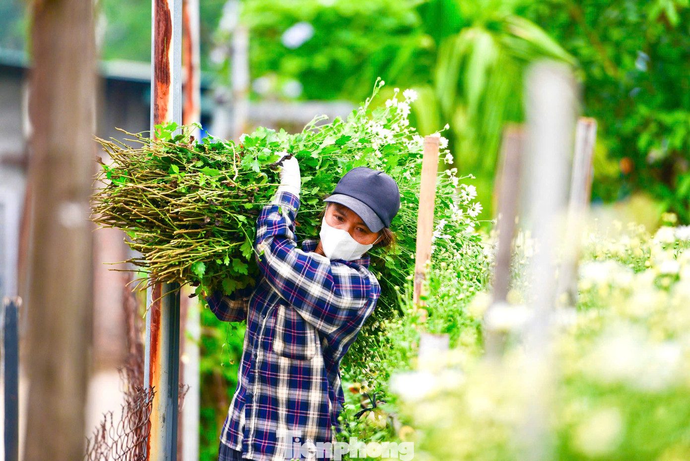 Cúc họa mi nở nhanh và chỉ kéo dài từ 2-3 tuần nên các nhà vườn thu hoạch và tiêu thụ rất nhanh. Năm nay hoa hiếm nên giá tăng gấp đôi năm ngoái, giá thu mua tại vườn khoảng 150.000 - 200.000 đồng/bó to.