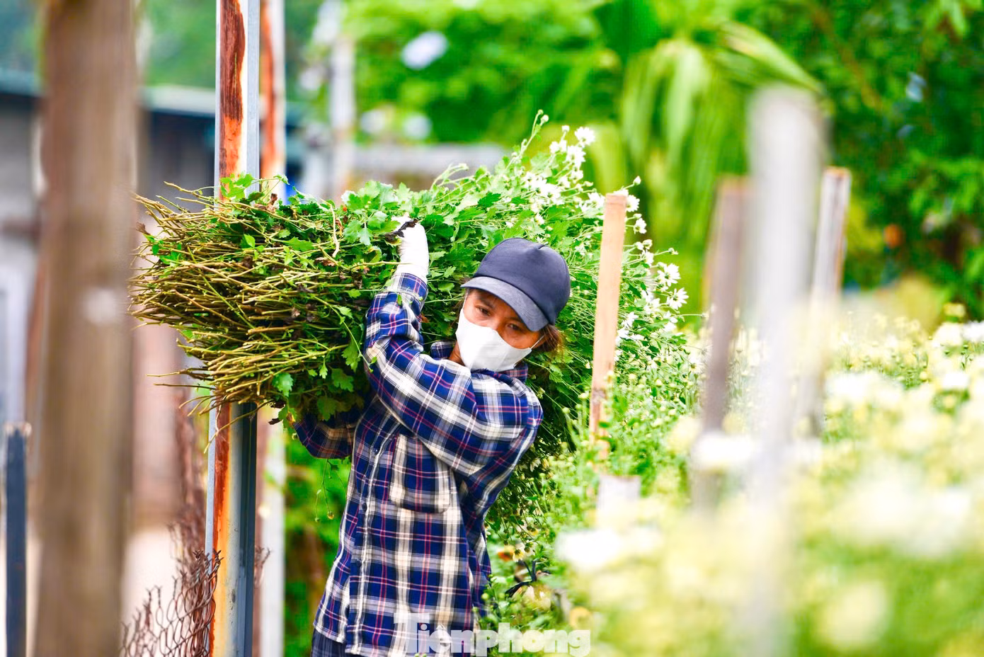 Cúc họa mi nở nhanh và chỉ kéo dài từ 2-3 tuần nên các nhà vườn thu hoạch và tiêu thụ rất nhanh. Năm nay hoa hiếm nên giá tăng gấp đôi năm ngoái, giá thu mua tại vườn khoảng 150.000 - 200.000 đồng/bó to.