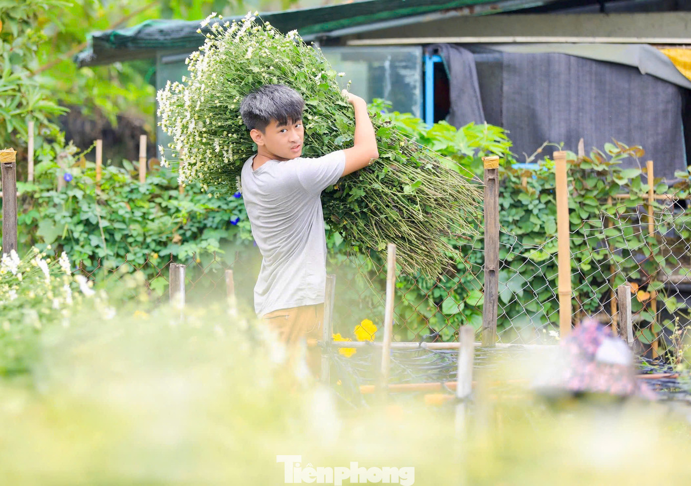 Cúc họa mi nở nhanh và chỉ kéo dài từ 2-3 tuần nên các nhà vườn thu hoạch và tiêu thụ rất nhanh. Năm nay hoa hiếm nên giá tăng gấp đôi năm ngoái, giá thu mua tại vườn khoảng 150.000 - 200.000 đồng/bó to.