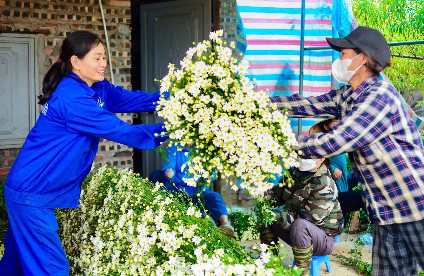 Năm nay do số lượng hoa ít, nhu cầu lại cao nên chỉ trong tuần đầu tháng 11 các vườn họa mi đã bán hết. "Hy vọng mùa tới sẽ nhiều hoa hơn, cánh đồng lại luôn nhộn nhịp các cô gái thướt tha áo dài đến vườn chụp ảnh", chị Hải chia sẻ.