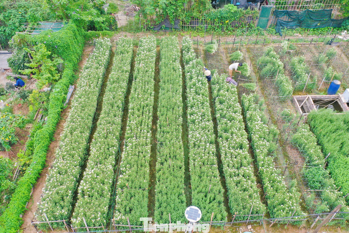 Năm nay, những hộ trồng cúc họa mi ở Hà Nội chịu thiệt hại nặng nề do cơn bão yagi gây ra hồi tháng 9. Tại làng Nhật Tân, Phú Thượng còn sót lại diện tích ít ỏi hoa cúc họa mi - loài hoa báo hiệu mùa đông đang về.