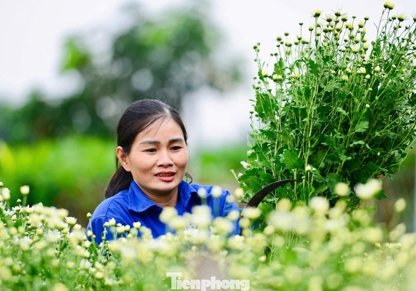 Trao đổi với PV Tiền Phong, chị Hải chủ vườn cho biết: "Năm nay, nhà tôi đổ đất cao nên nước sông Hồng không tràn vào được, do vậy vẫn giữ được và áp dụng biện pháp xử lý trái mùa".