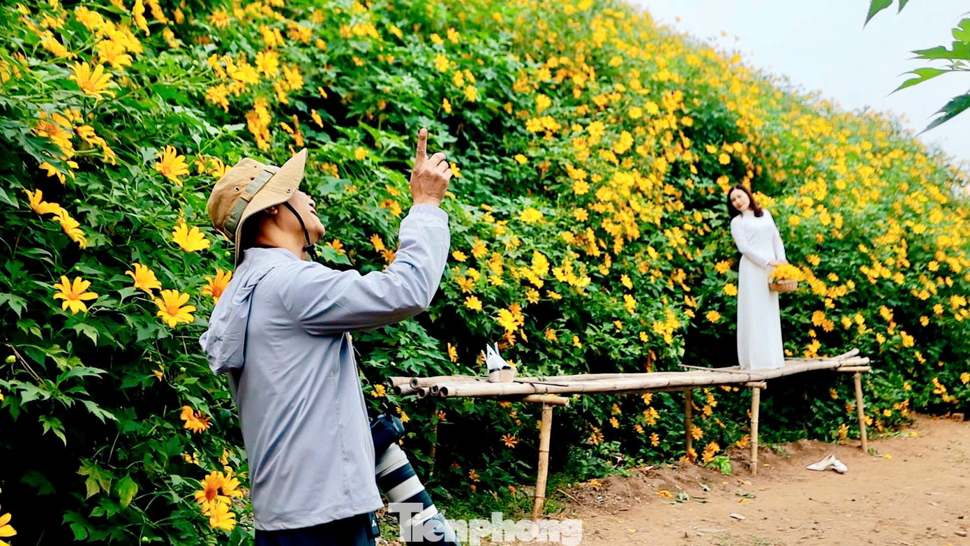 Hoa dã quỳ nở từ đầu tháng 11 và kéo dài đến cuối tháng 12. Thời điểm hoa nở đẹp nhất là cuối tháng 11 đến giữa tháng 12.