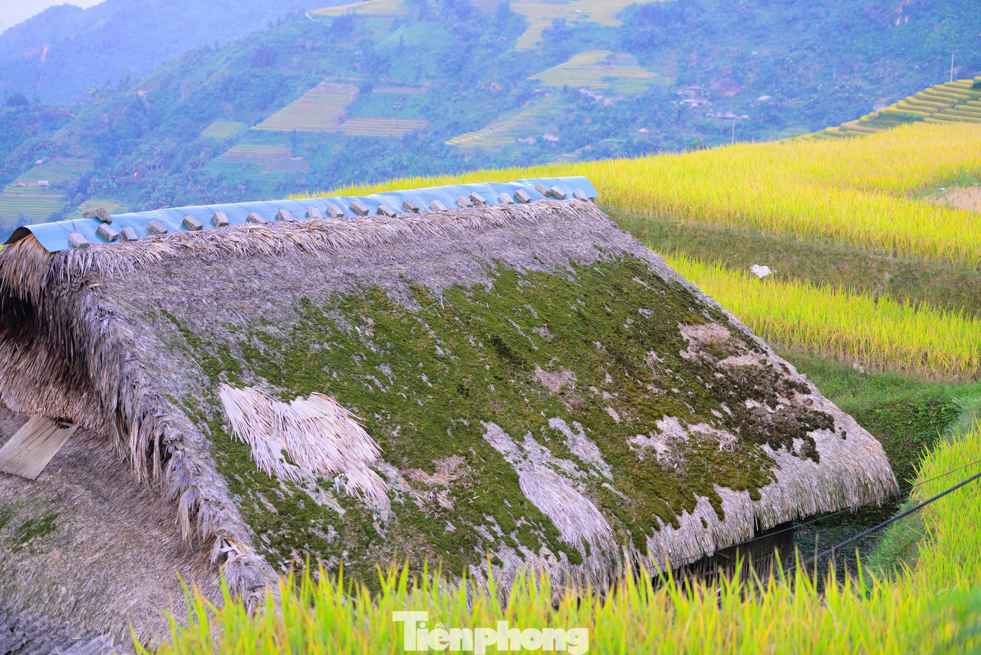 Rêu phủ trên mái nhà quanh năm, mùa hè rêu sẽ ngả màu vàng do có ánh nắng mặt trời. Mùa đông, nền nhiệt thấp, độ ẩm cao là điều kiện lý tưởng để rêu lại phát triển xanh tốt.