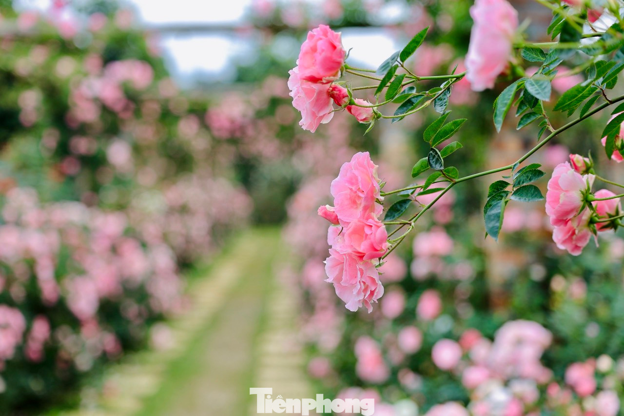 Có dịp đến khu vườn hồng đặc biệt này, chúng ta đều dễ bị "choáng ngợp" bởi vẻ đẹp của hàng chục giống hoa hồng cổ và hoa hồng ngoại, với hương thơm ngát. Có dịp đến khu vườn hồng đặc biệt này, chúng ta đều dễ bị "choáng ngợp" bởi vẻ đẹp của hàng chục giống hoa hồng cổ và hoa hồng ngoại, với hương thơm ngát.