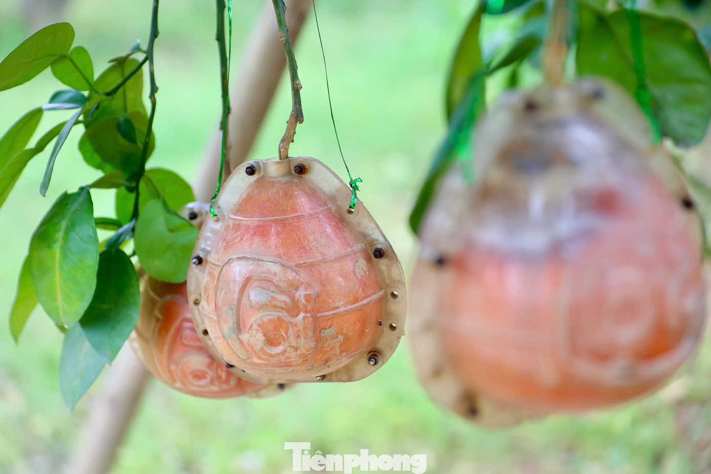 Còn gần 2 tháng nữa mới đến Tết Nguyên đán nhưng bưởi đỏ với tạo hình độc đáo chiếc đỉnh vàng có chữ tài - lộc đã cháy hàng dù giá tăng mạnh so với năm ngoái. Còn gần 2 tháng nữa mới đến Tết Nguyên đán nhưng bưởi đỏ với tạo hình độc đáo chiếc đỉnh vàng có chữ tài - lộc đã cháy hàng dù giá tăng mạnh so với năm ngoái.