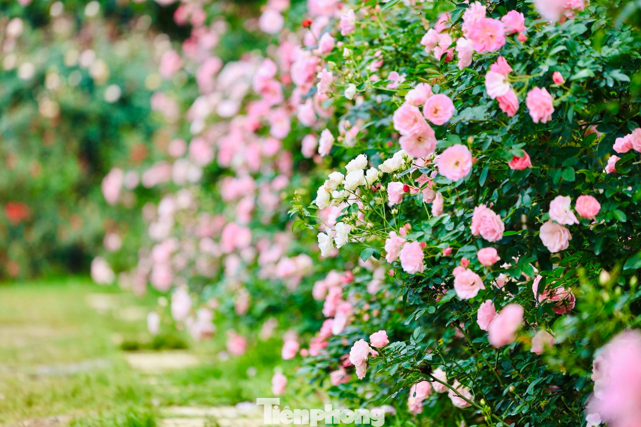 Vườn hồng có diện tích rộng khoảng 6.000m2, là một trong những vườn hồng có quy mô lớn nhất ở ngoại thành Hà Nội. Vườn hồng có diện tích rộng khoảng 6.000m2, là một trong những vườn hồng có quy mô lớn nhất ở ngoại thành Hà Nội.