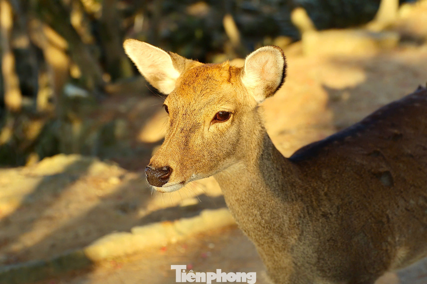 Từ lâu, công viên Nara luôn là một điểm đến nổi bật trên bản đồ du lịch Nhật Bản, là biểu tượng cho giá trị truyền thống lâu đời, tôn giáo và thể hiện vẻ đẹp của thiên nhiên. Du khách đến Nara vào mùa thu sẽ được đắm chìm trong cảnh sắc thiên nhiên với những rừng cây nhuốm sắc vàng, sắc đỏ; còn từ 3 đến đầu tháng 4 là thời điểm cả công viên như chìm đắm trong vẻ đẹp lãng mạn của những cánh hoa anh đào e ấp dưới nắng xuân.