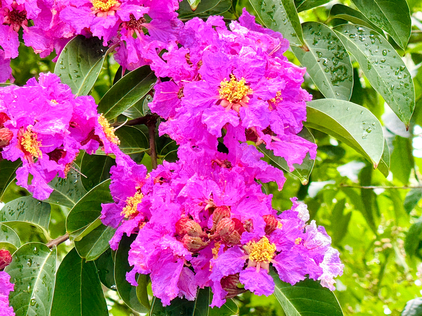 Dù không rực rỡ sắc đỏ như hoa phượng, nhưng bằng lăng với sắc tím đặc trưng từ lâu đã hòa vào nhịp sống hối hả của Thủ đô mỗi khi hè về.