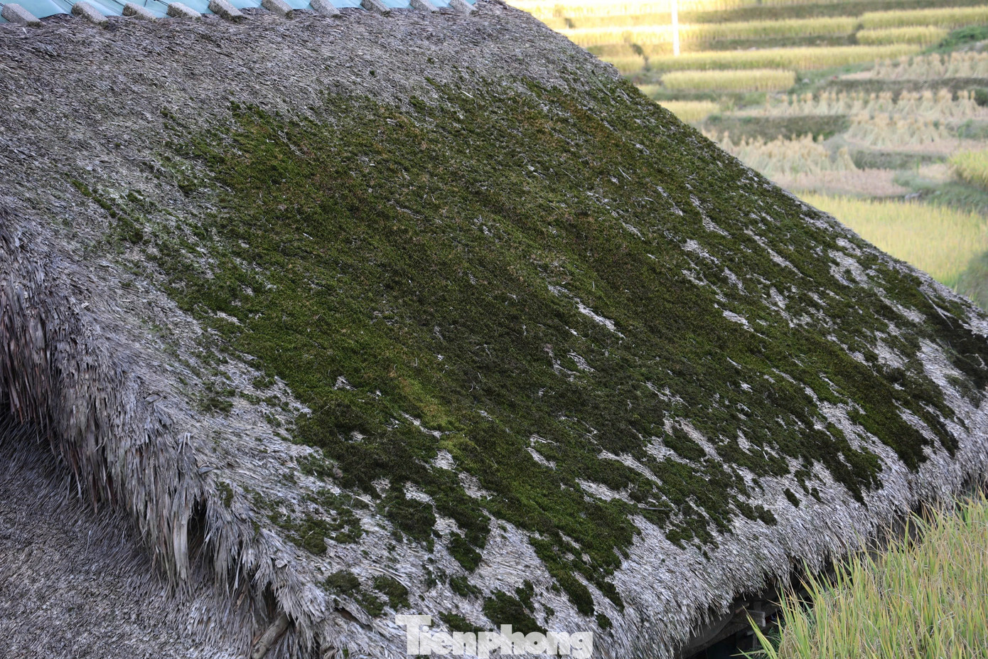 Rêu bao phủ mái nhà quanh năm đã trở nên quen thuộc với người dân nơi đây. Khi vào mùa hè, rêu sẽ khô, có màu ngả vàng do ánh nắng mặt trời chiếu vào. Mùa đông, độ ẩm cao là điều kiện lý tưởng để rêu phát triển xanh tốt.
