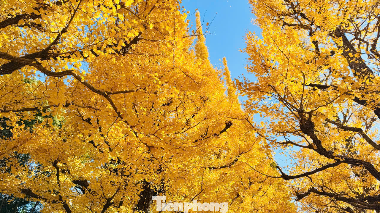 Ở Tokyo, lá bắt đầu đổi màu sang sắc vàng óng từ cuối tháng 11. Đến thủ đô Nhật Bản vào thời gian này, du khách được chiêm ngưỡng những "con đường vàng" đặc trưng mùa thu vàng tại nhiều địa điểm công cộng đẹp đến mê hoặc.