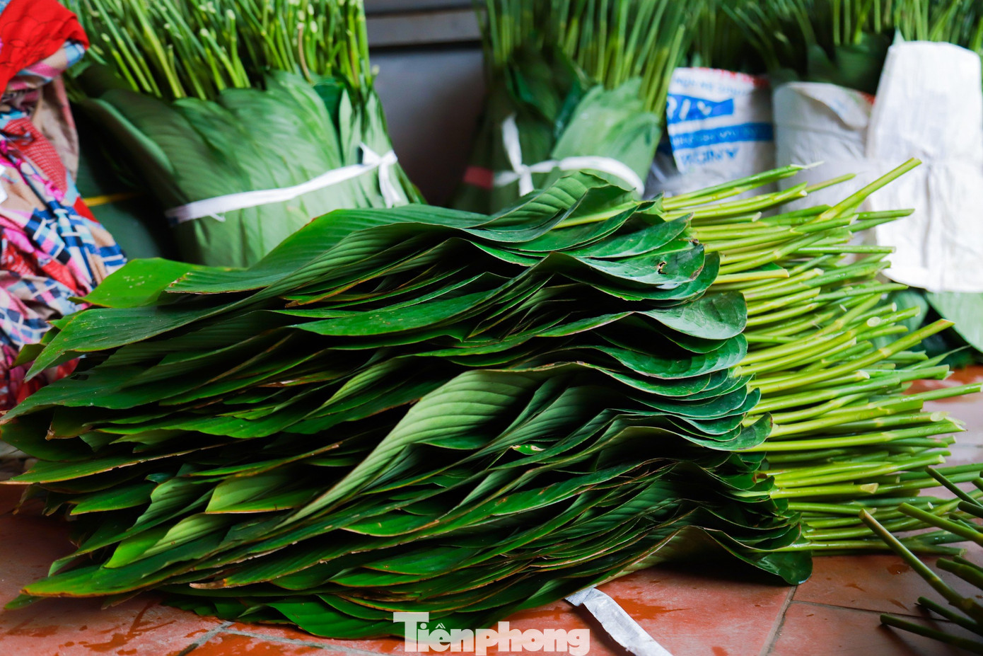 Cây dong khá dễ trồng, không quá kén chọn, một năm có khoảng 3 đến 4 lần cắt bán. Lá dong có thể bán quanh năm và chủ yếu phục vụ cho các nhà hàng, không phải đi bán lẻ. Sau mỗi lần cắt chỉ cần biết cách chăm bón thì lại ra lứa lá tiếp theo. Mỗi sào lá dong, các hộ gia đình ước tính thu được khoảng 30 triệu đồng.