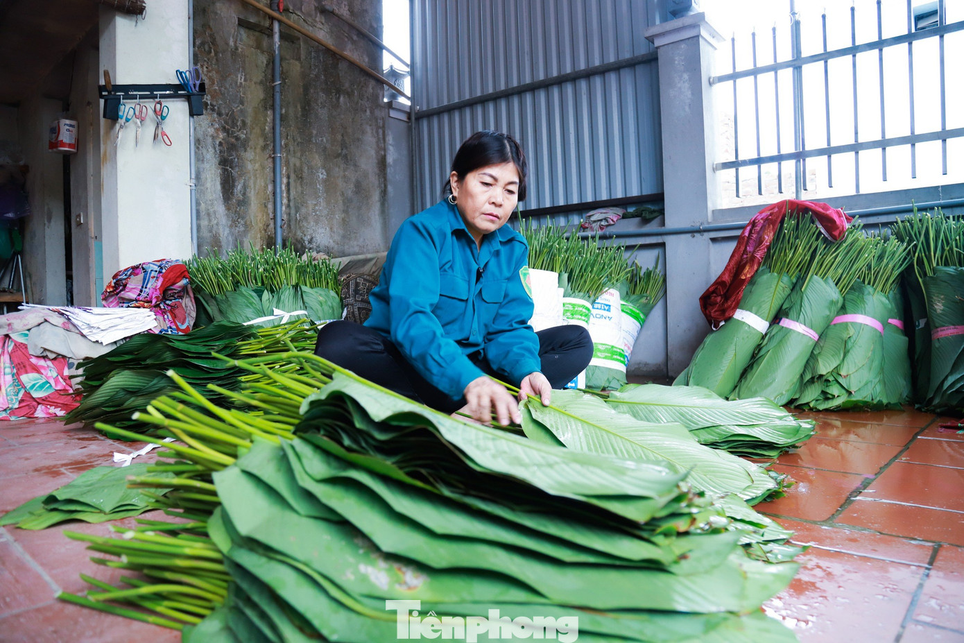 Cây dong khá dễ trồng, không quá kén chọn, một năm có khoảng 3 đến 4 lần cắt bán. Lá dong có thể bán quanh năm và chủ yếu phục vụ cho các nhà hàng, không phải đi bán lẻ. Sau mỗi lần cắt chỉ cần biết cách chăm bón thì lại ra lứa lá tiếp theo. Mỗi sào lá dong, các hộ gia đình ước tính thu được khoảng 30 triệu đồng.