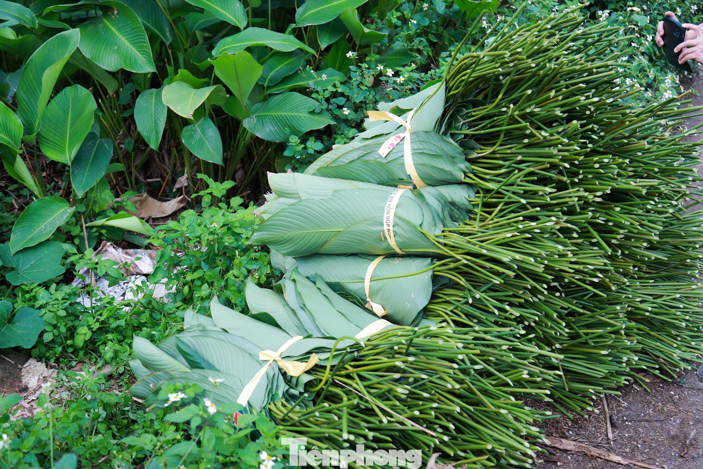 Chị Nguyễn Thị Khuyên người dân làng Tràng Cát chia sẻ: "Ở đây chúng tôi chỉ trồng và thu hoạch lá dong nếp. Loại dong này có bầu lá rộng, tròn, mỏng nhưng dai, mặt dưới có màu xanh non, cuống lá dài phối sắc với màu thân lá, dễ phân biệt với loài dong rừng. Dùng loại lá này gói bánh thì bánh sẽ xanh và ngon hơn".