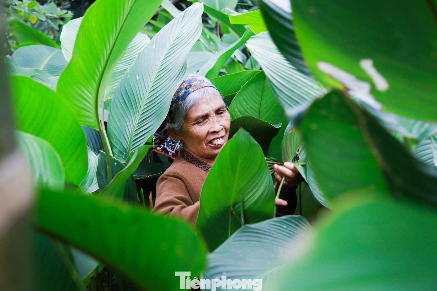 Làng Tràng Cát có tổng diện tích trồng lá dong vào khoảng hơn 20 ha, chủ yếu là đất vườn, đất ở của người dân. Trước Tết Nguyên đán khoảng 3 tuần, người dân nơi đây lại tất bật thu hoạch lá dong phục vụ nhu cầu gói bánh chưng của người dân.