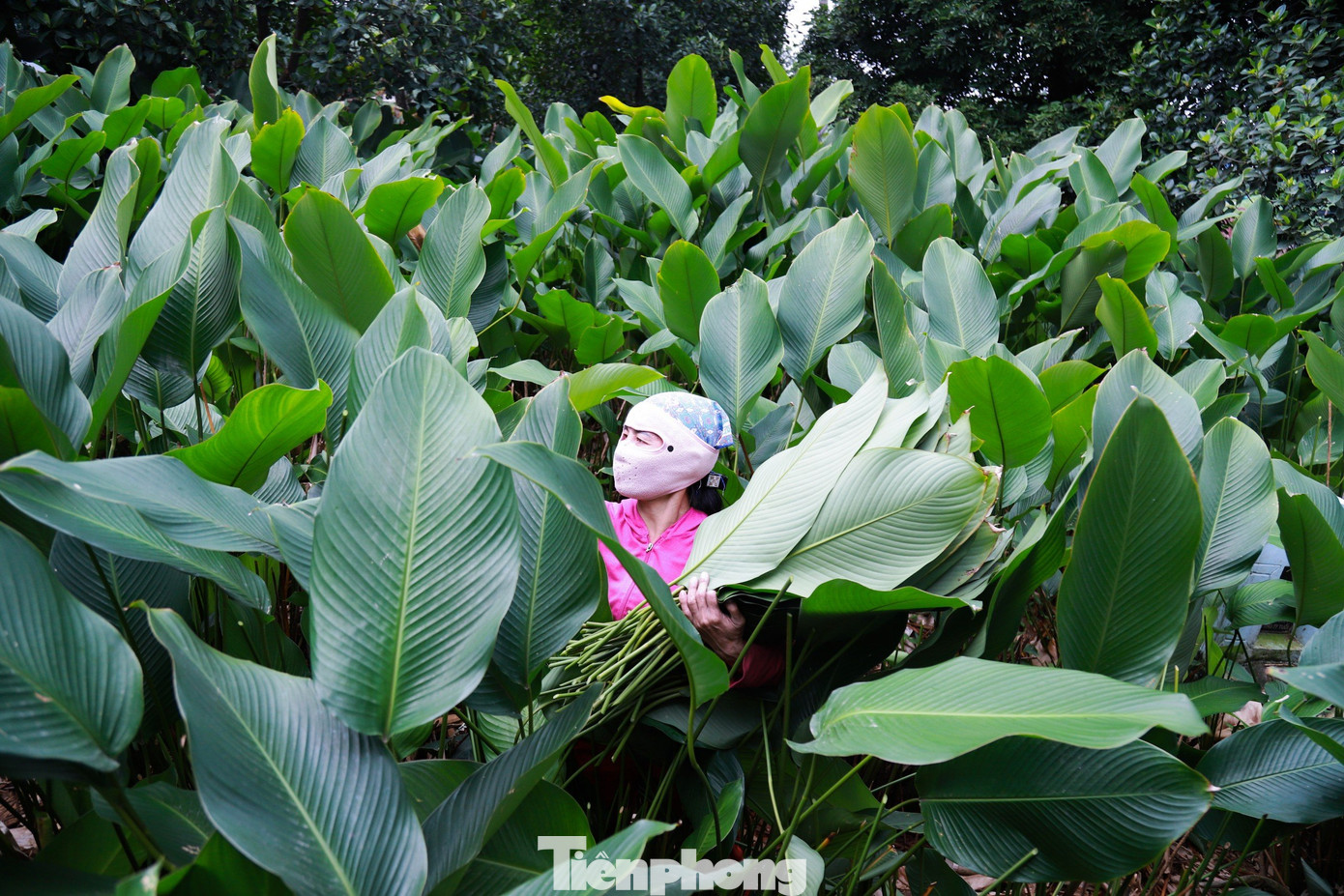 Thôn Tràng Cát (huyện Thanh Oai, Hà Nội) nằm ven sông Đáy, cách trung tâm Hà Nội khoảng 30 km. Nơi đây được coi là "thủ phủ" của nghề trồng lá dong gói bánh chưng truyền thống.