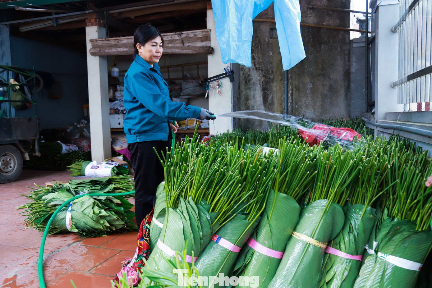 Cây dong khá dễ trồng, không quá kén chọn, một năm có khoảng 3 đến 4 lần cắt bán. Lá dong có thể bán quanh năm và chủ yếu phục vụ cho các nhà hàng, không phải đi bán lẻ. Sau mỗi lần cắt chỉ cần biết cách chăm bón thì lại ra lứa lá tiếp theo. Mỗi sào lá dong, các hộ gia đình ước tính thu được khoảng 30 triệu đồng.