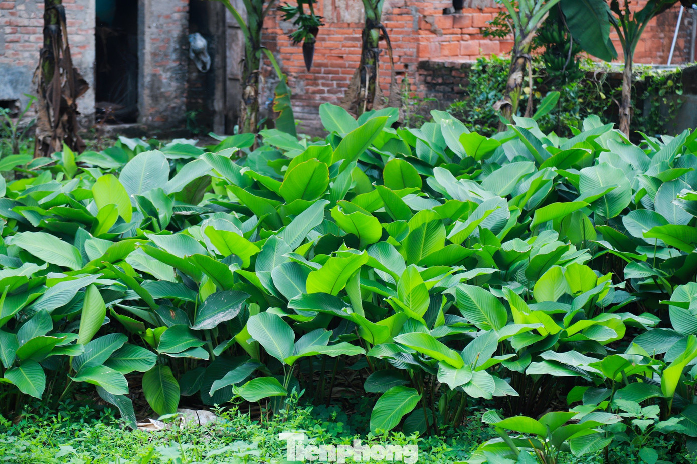 Không chỉ phục vụ cho những người có nhu cầu ở Hà Nội và các tỉnh lân cận, lá dong Tràng Cát còn được xuất khẩu sang nước ngoài phục vụ nhu cầu của người Việt xa quê.