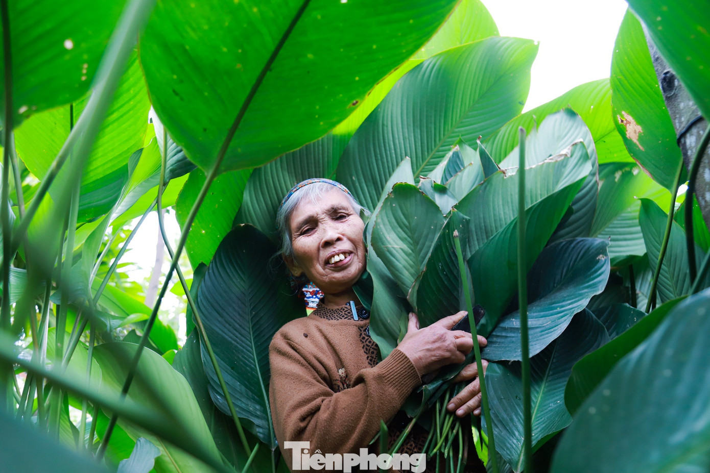 Theo người dân thôn Tràng Cát, chuyên canh cây dong lấy lá gói là nghề truyền thống có từ lúc khai hoang lập làng đến nay.