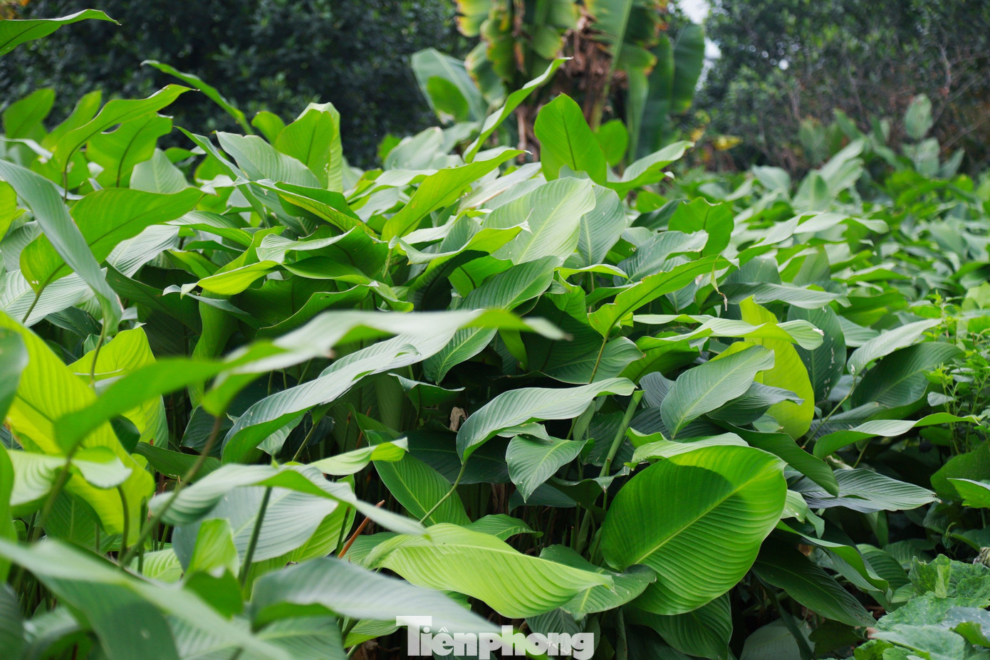 Làng Tràng Cát có tổng diện tích trồng lá dong vào khoảng hơn 20 ha, chủ yếu là đất vườn, đất ở của người dân. Trước Tết Nguyên đán khoảng 3 tuần, người dân nơi đây lại tất bật thu hoạch lá dong phục vụ nhu cầu gói bánh chưng của người dân.