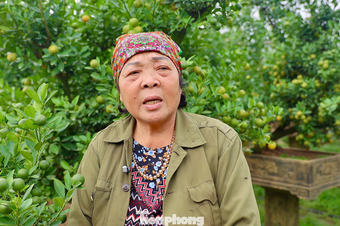 Bà Ngô Thị Ngà - Chủ tịch Hội làng nghề quất cảnh truyền thống Tứ Liên cho biết: "Mọi năm không xảy ra lũ bão thì sản lượng cung ứng nhiều nhưng năm nay làng nghề chịu thiệt hại nhiều do cơn bão số 3 gây ra. Nơi chúng ta đang đứng đây là khu vực vùng 1, đất cao nên sản lượng còn giữ được nhiều trên 20ha, khách hàng vẫn thoải mái chọn quất. Chúng tôi đảm bảo giữ chữ tín, chất lượng với khách hàng. Năm nay giá cả không có thay đổi".