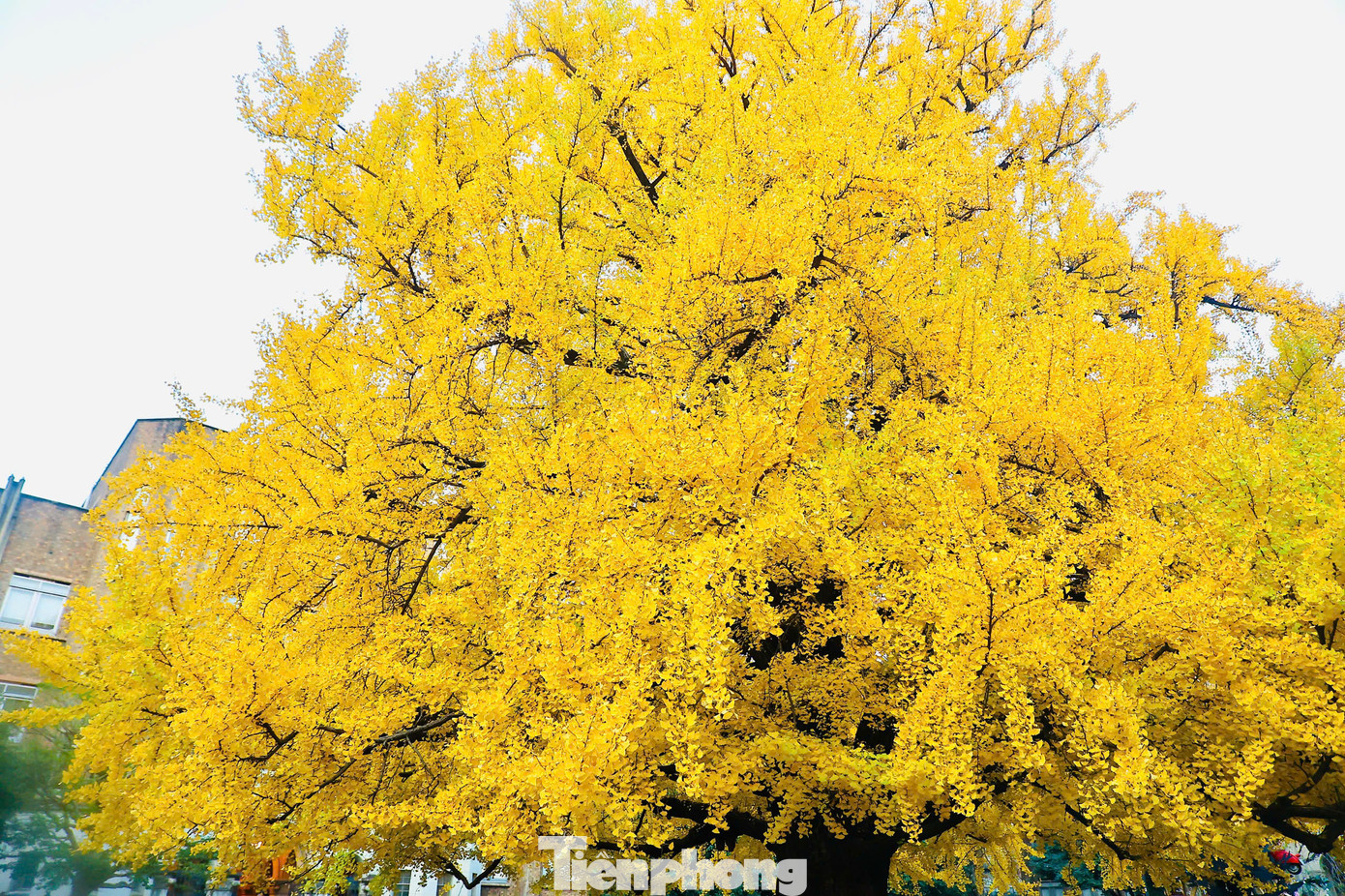 Đại học Tokyo là một trong những ngôi trường danh giá bậc nhất Nhật Bản. Tháng 12 là thời điểm lá cây bạch quả và cây rẻ quạt trong khuôn viên trường ngả dần sang màu vàng khiến khung cảnh hiện lên rất nên thơ, lãng mạn.