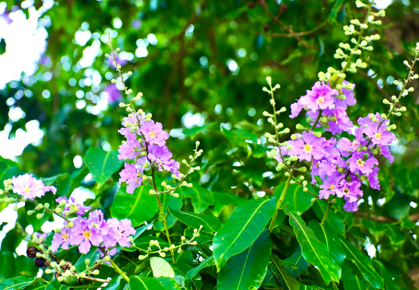 Thời gian nở của hoa bắt đầu từ cuối tháng tư đến giữa tháng 6 hằng năm của mùa hè. Mỗi bông hoa có 6 cánh, mỗi cánh dài chừng 2 đến 3,5 cm.