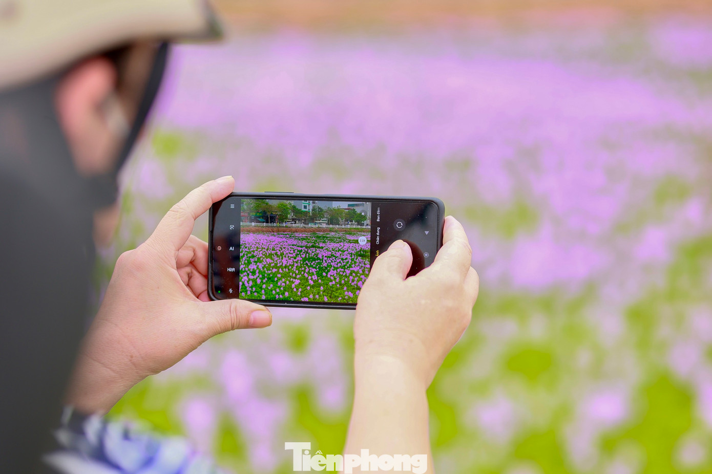 Cánh đồng tím tuyệt đẹp này đã thu hút rất đông người tìm đến dịp này. Vẻ đẹp của hoa bèo tây tuy dung dị nhưng đủ làm mê đắm lòng người như bao loài hoa đẹp khác.